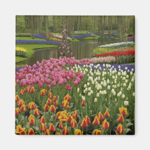 Íman Jardim de tulipas e jacintos, Jardins Keukenhof,