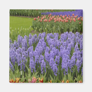 Íman Jardim de Tulipas e Jacintos, Jardins Keukenhof,