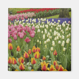 Íman Jardim de tulipas e jacintos, Jardins Keukenhof,