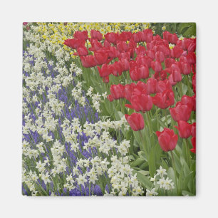 Íman Jardim de tulipas e narcisos, Jardins Keukenhof,