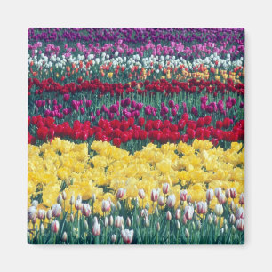 Íman jardim de tulipas em exibição no condado de Skagit