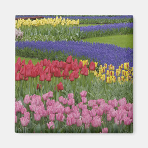 Íman Jardim de tulipas, jacintos e