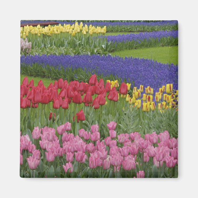 Íman Jardim de tulipas, jacintos e (Frente)