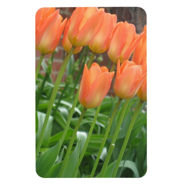 Íman Jardim de Tulipas Laranja (Vertical)
