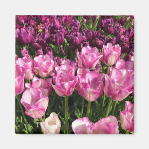 Íman Jardim de Tulipas Púrpura e Rosa, Oregon
