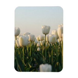 Íman Jardim de Tulipas Vermelhas e Brancas Vibrantes Fo