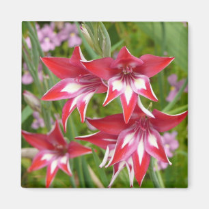 Íman Jardim de Verão de Gladiolas Vermelhas e Brancas