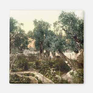 Íman Jardim do vintage de Gethsemane Jerusalem Israel