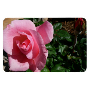 Íman Jardim Floral de Rosa Rosa e Broto