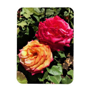 Íman Jardim Internacional de Teste de Rosas, Portland,
