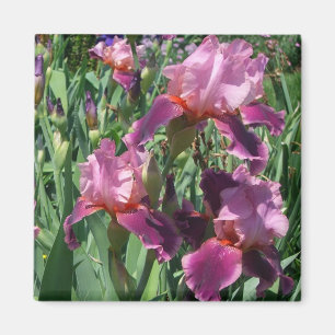 Íman Jardim roxo das íris floral