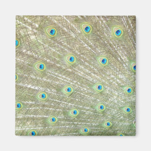 Íman Jardim zoológico de Joanesburgo, província de