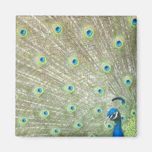 Íman Jardim zoológico de Joanesburgo, província de