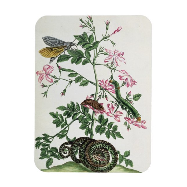 Íman Jasmine: com cobra, mariposa, caterpiller e crisal (Vertical)