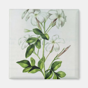 Íman Jasmine, de La Guirlande de Julie