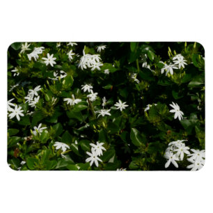 Íman Jasmine Flowers Tropical Floral Botânica