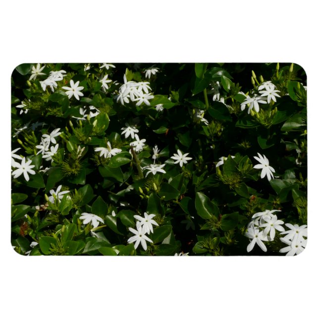 Íman Jasmine Flowers Tropical Floral Botânica (Horizontal)
