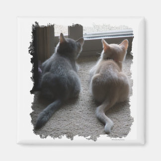 Íman Jasper & Kaylee Square Kitten Magnet