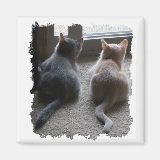 Íman Jasper & Kaylee Square Kitten Magnet (Frente)