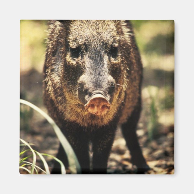 Íman Javelina (Frente)