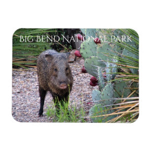 Íman Javelina, Prickly Pear, Parque Nacional Big Bend