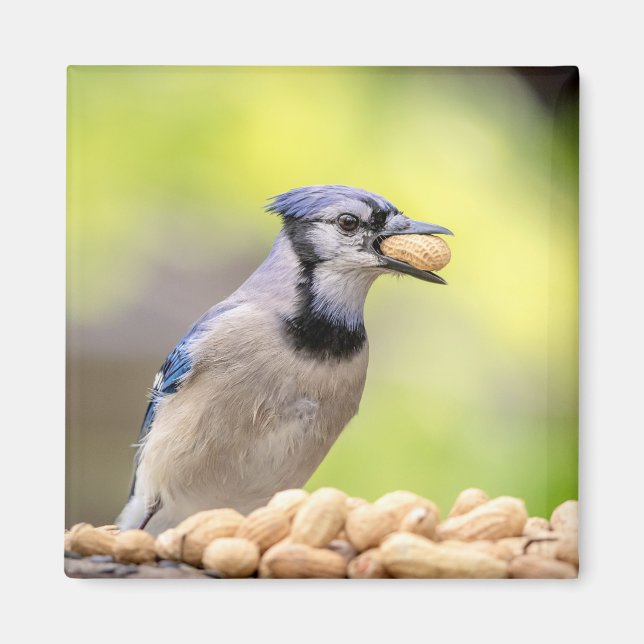 Íman Jay azul com amendoim (Frente)