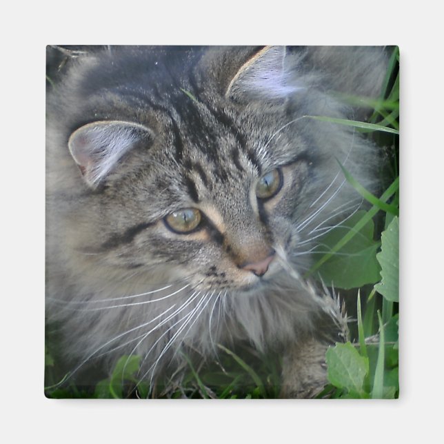 Íman Jebediah! (Frente)