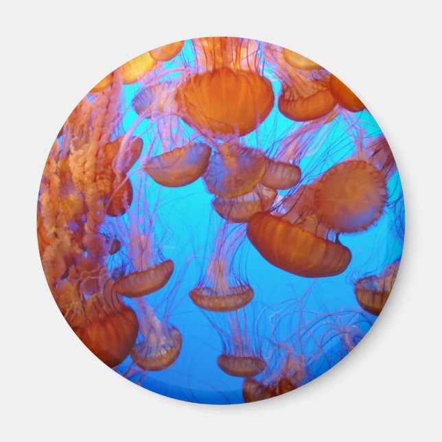 Íman Jellies Pile-Up Magnet (Frente)