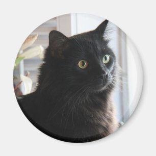 Íman Jelly Bean, o gato de alcaçuz preto, imã