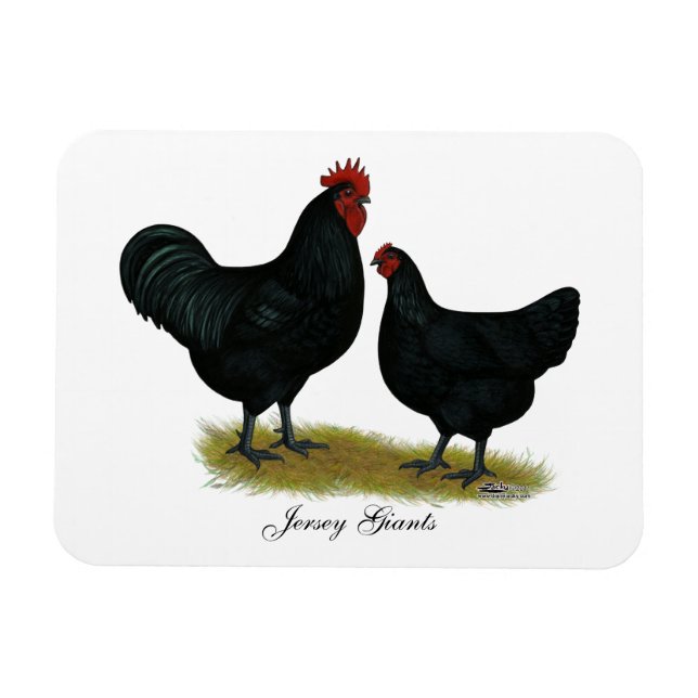 Íman Jersey Giant Chickens (Horizontal)