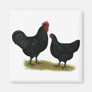 Íman Jersey Giant Chickens