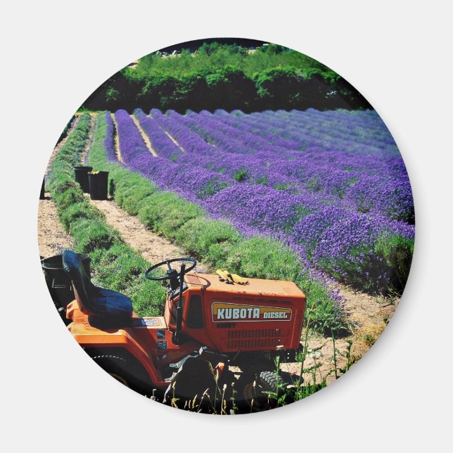 Íman Jersey lavanda fazenda, Jersey Channel Islands, En (Frente)