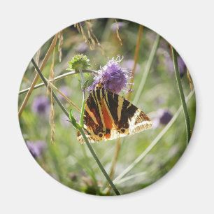 Íman Jersey Tiger Moth Magnet