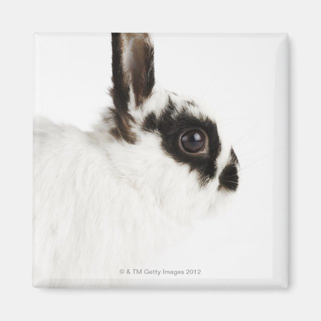 Íman Jersey Wooly Rabbit (Frente)