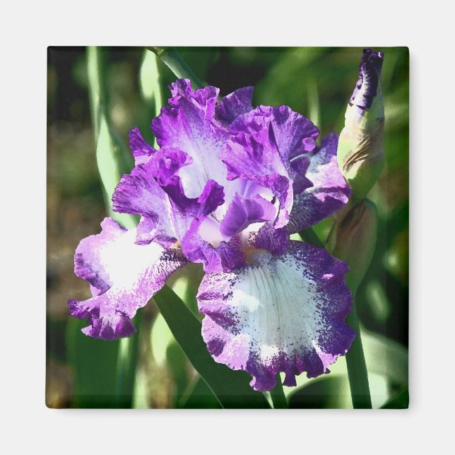 Íman Jessie's Song (Frente)