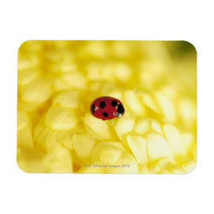 Íman Joaninha em um crisântemo amarelo