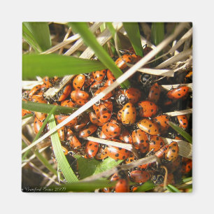 Íman Joaninhas (Coccinellidae)