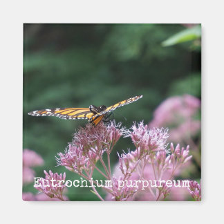 Íman Joe Pye Weed Magnet Botânico