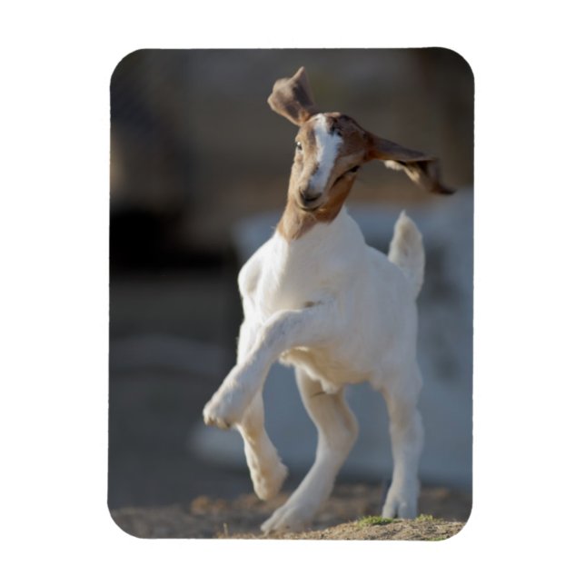 Íman Jogo de Cabra (Vertical)