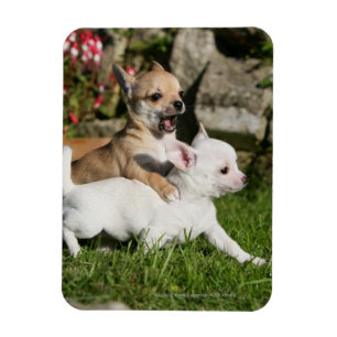 Íman Jogo do filhote de cachorro da chihuahua