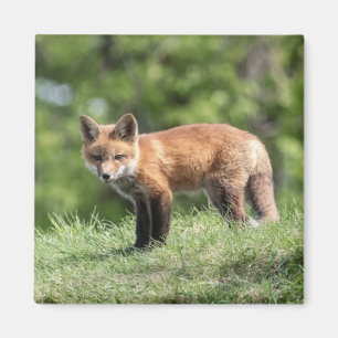 Íman Jogo do Fox vermelho