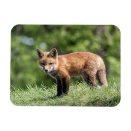 Íman Jogo do Fox vermelho