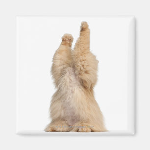 Íman Jogo do persa (3 anos velho)