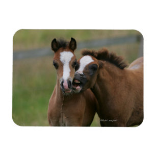 Íman Jogo dos potros