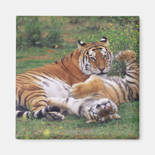 Íman Jogo dos tigres de Bengal
