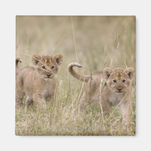 Íman 'Jogo Reserve de África, Kenya, Mara do Masai