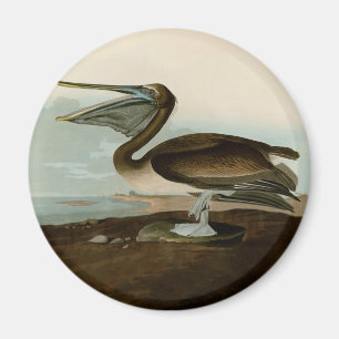 Íman John James Audubon Brown Pelican Trabalho de arte 
