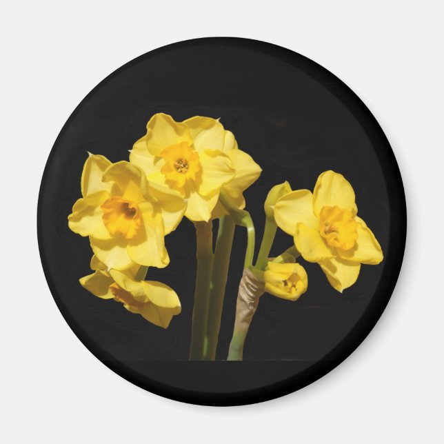 Íman Jonquil Flowers Magnet (Frente)