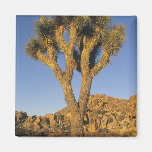 Íman Joshua Tree, Yucca brevifolia) e granito (Frente)