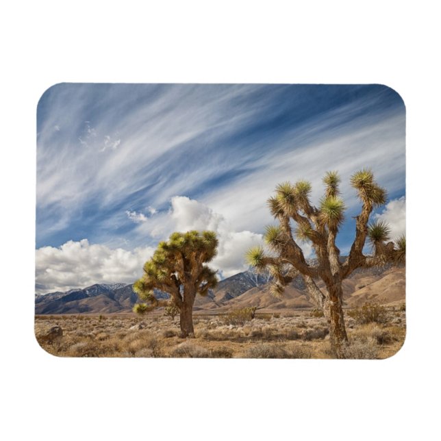 Íman Joshua Trees no Deserto (Horizontal)